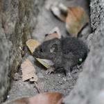 AYM Pest Control - photo 3