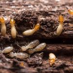 AYM Pest Control - photo 7