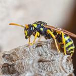 Sure Fire Wasp Removal Perth - photo 1