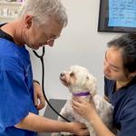 Blakehurst Vet - photo 1