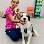 Blakehurst Vet - photo 3