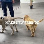 Blakehurst Vet - photo 6