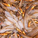 Pezz Pest Control - photo 1