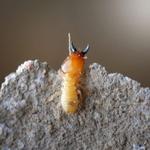 Pezz Pest Control - photo 2