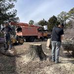 Jonesboro Tree Service - photo 1