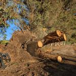 SkyView Tree Experts - photo 1