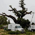 SkyView Tree Experts - photo 4