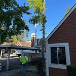 SkyView Tree Experts - photo 6