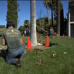SkyView Tree Experts - photo 7
