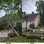 Titletown Emergency Tree Pros - photo 1