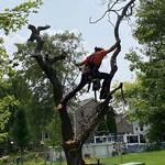 Green Tree Care & Habitat Restoration, LLC - photo 4