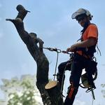 Green Tree Care & Habitat Restoration, LLC - photo 5