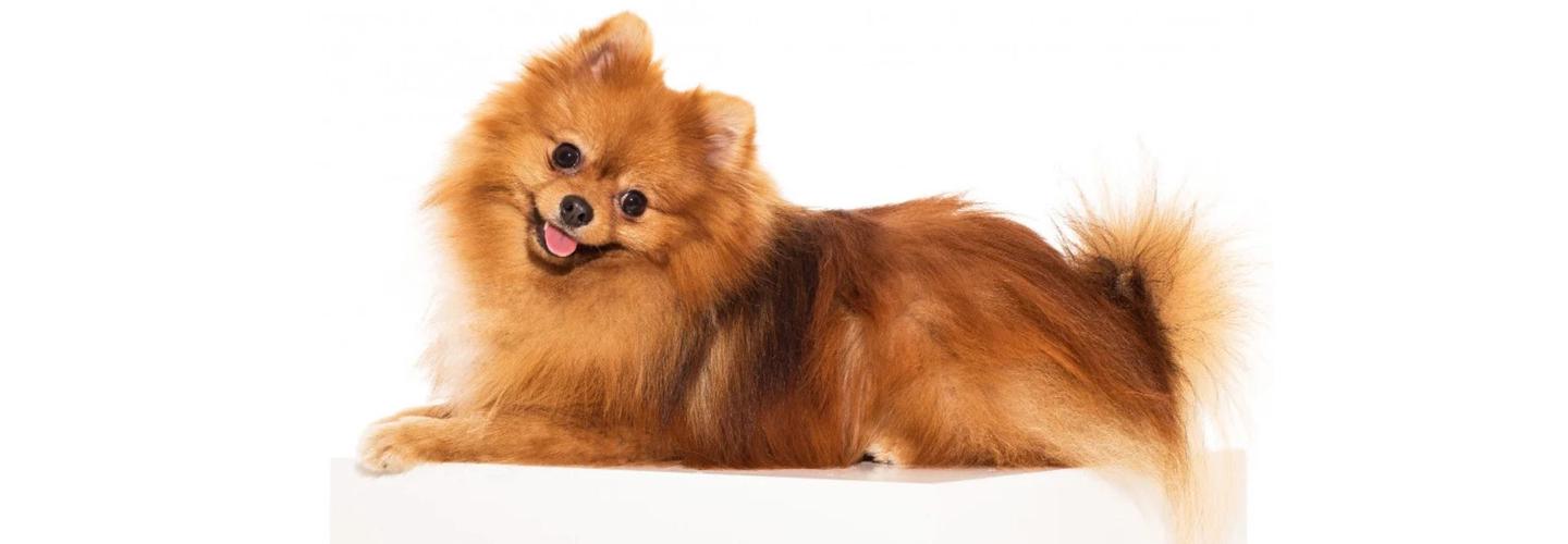 Burnette's Exclusive Pomeranians cover photo