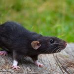 Tupelo Pest Control - photo 2