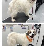 Fishhawk Barksuds  - photo 3