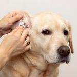 Fishhawk Barksuds  - photo 5