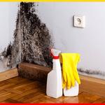 First Restoration America - photo 5