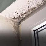 First Restoration America - photo 6