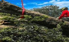 Eagerton Tree Service - Tree Services