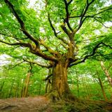 A Force of Nature Tree Service LLC - Tree Services in North Fort Myers