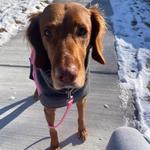 Happy Camper Dog - photo 1