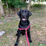 Happy Camper Dog - photo 2