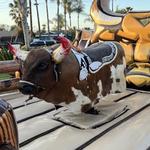 Jump High Jumpers - photo 1