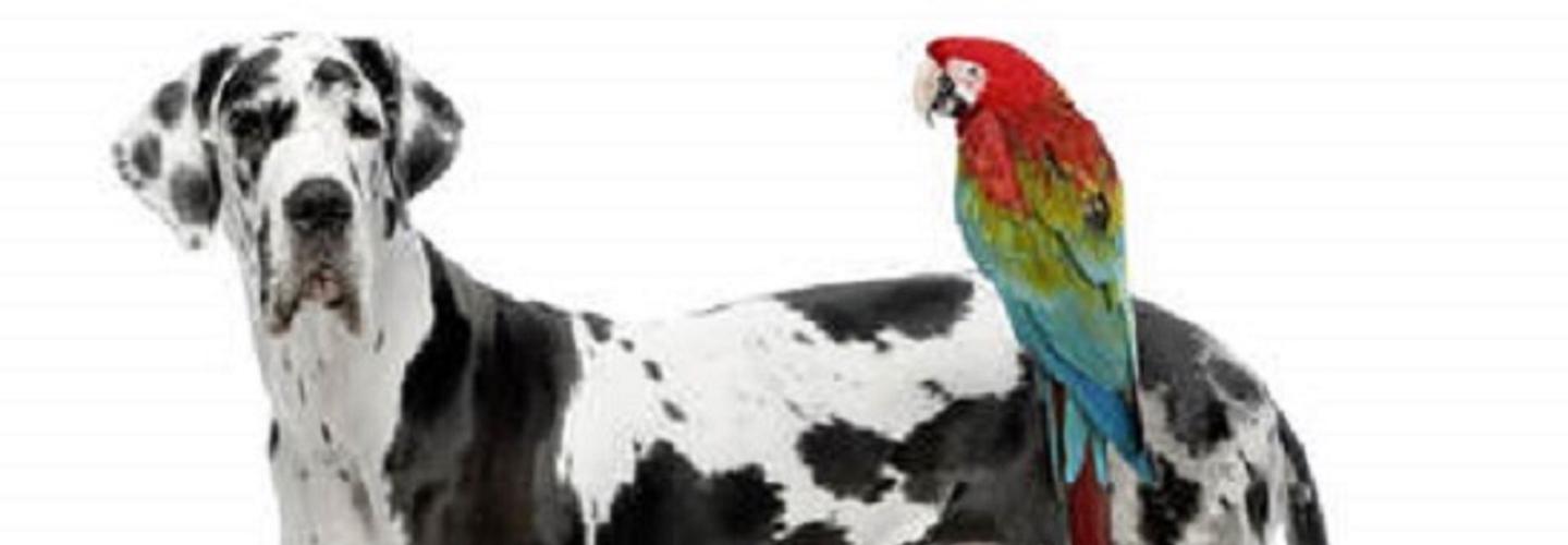 Cherished Pets by Watts cover photo