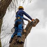 Pearl River Tree Service - Tree Services in Pearl River
