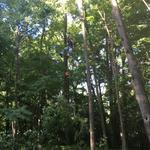 Roubic Tree Service LLC - photo 4