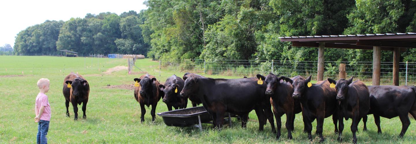 Top Cut Angus Farms cover photo