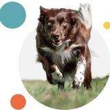 Agility Hub - Pets in Barcelona