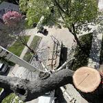 Tactical Trees - photo 1