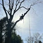 Tactical Trees - photo 5