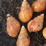 snails4you - photo 3