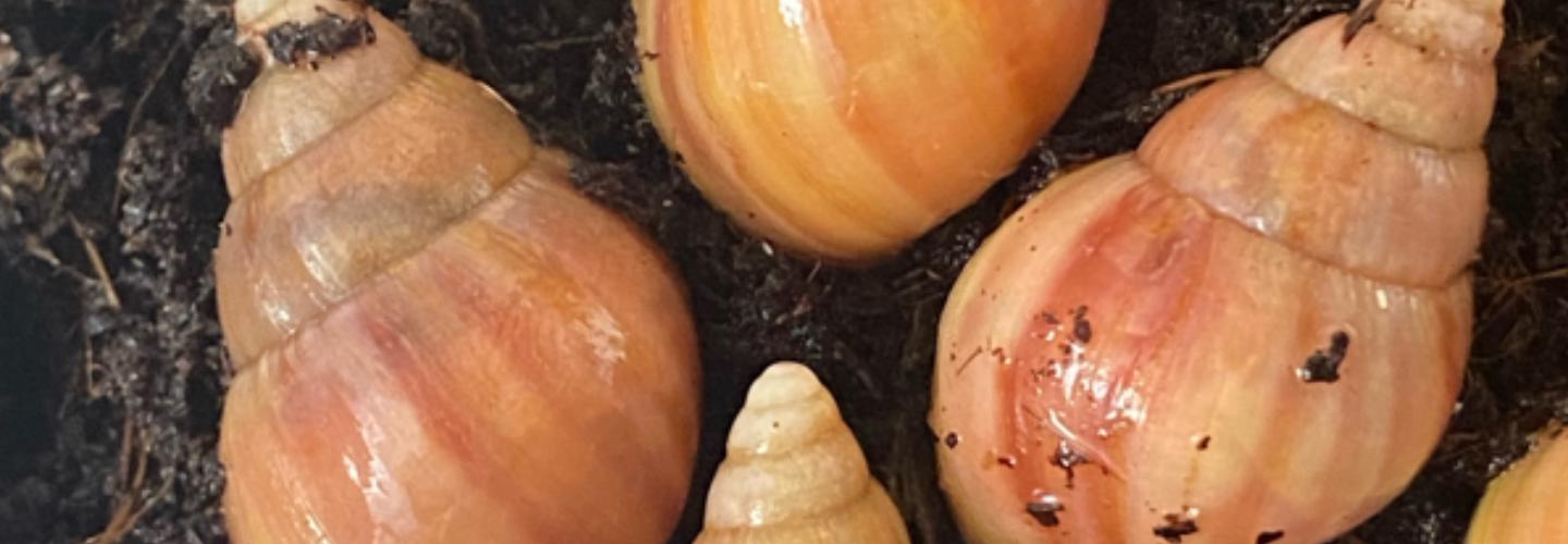 snails4you cover photo