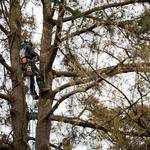 Albemarle Landscapes and Tree Service - photo 3
