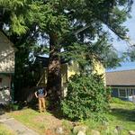 Earthworks Tree Service - photo 3