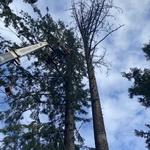Earthworks Tree Service - photo 4