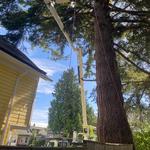 Earthworks Tree Service - photo 5