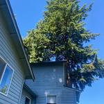 Earthworks Tree Service - photo 6