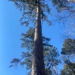 Moose's Tree Service - photo 1