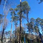 Moose's Tree Service - photo 2