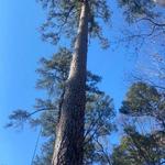 Moose's Tree Service - photo 3