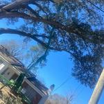 Moose's Tree Service - photo 4