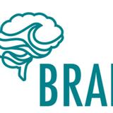 Brain Wave | Superfood Mushroom Supplements - Health & Medical in Portsmouth