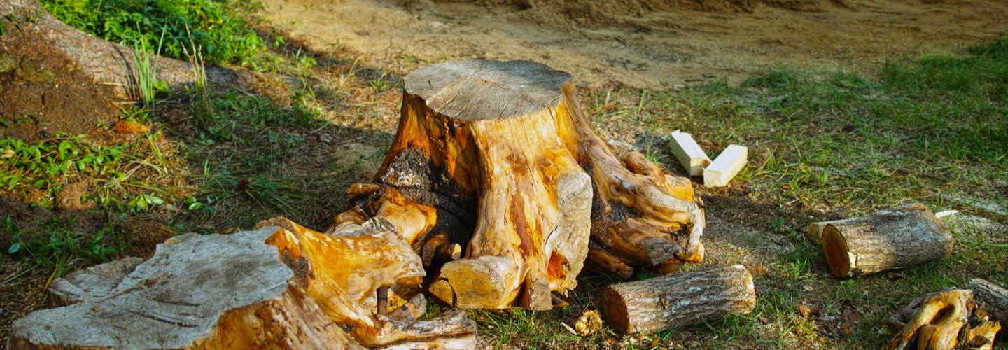 Professional Tree Care of NWA cover photo