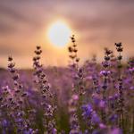 Lit Lavender - photo 2