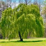 TN Nursery LLC - photo 1