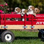 Winnsom Puppies - photo 1